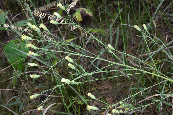 Veiny Brickellbush floral heads are surrounded by lanceolate to broadly ovate to orbiculate bracts or phyllaries. The flowering stems are sticky to the touch because the surfaces are gland-dotted. Brickellia venosa 